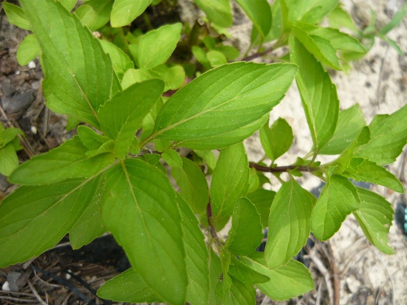 Vietnamese Mint live herb plant culinary and tea mint