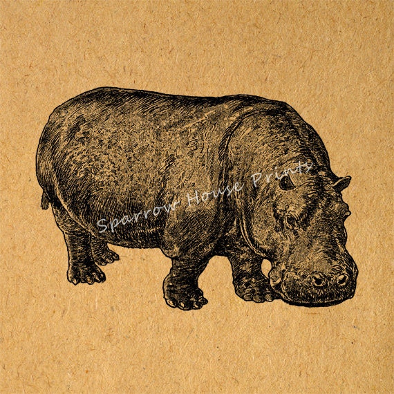 Vintage Hippo Print Artwork Hippopotamus Wall Art Antique Animal Print