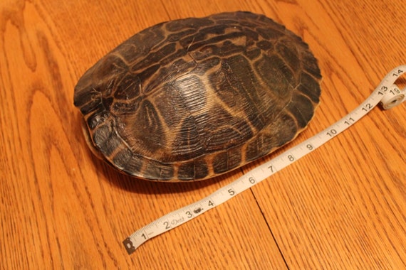 Large Turtle Shell