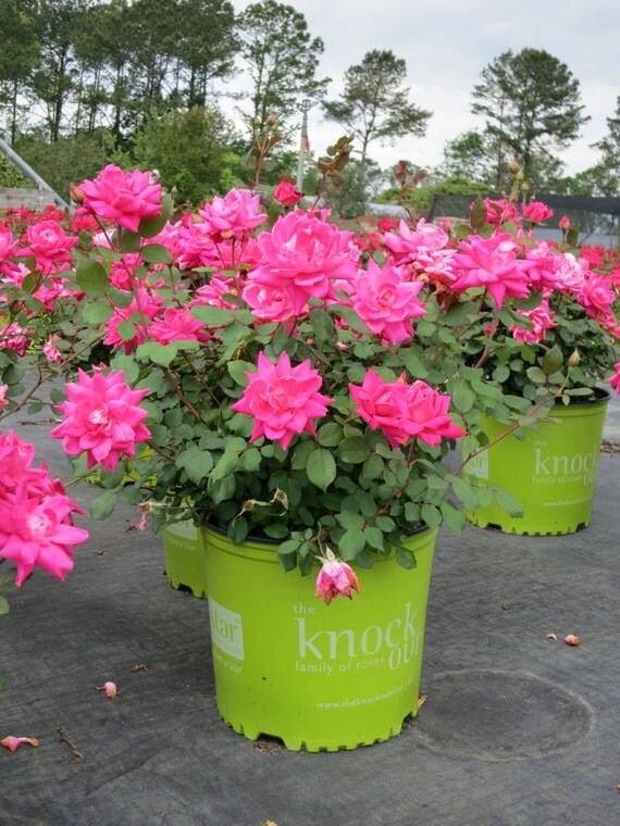 Rose Knockout Double Pink Disease resistant easy to grow