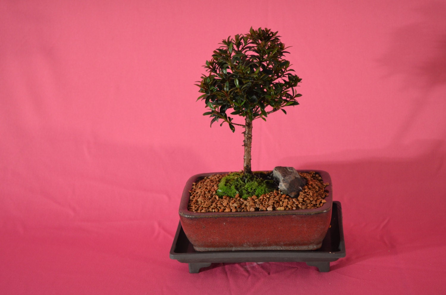 Indoor Bonsai Dwarf Cherry 5 Years Oldflowersberries 1793