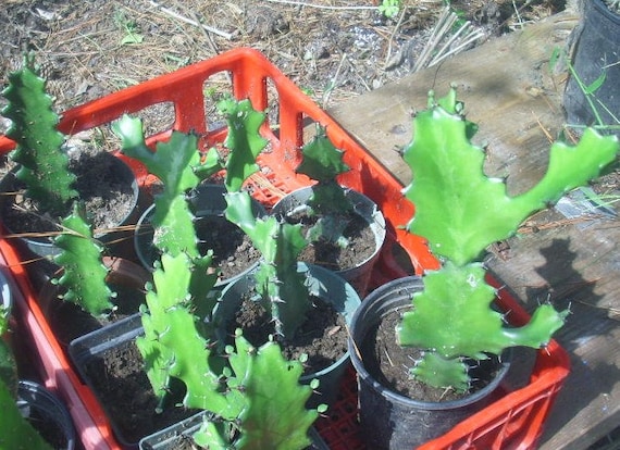 「Euphorbia lactea gigantea」的圖片搜尋結果
