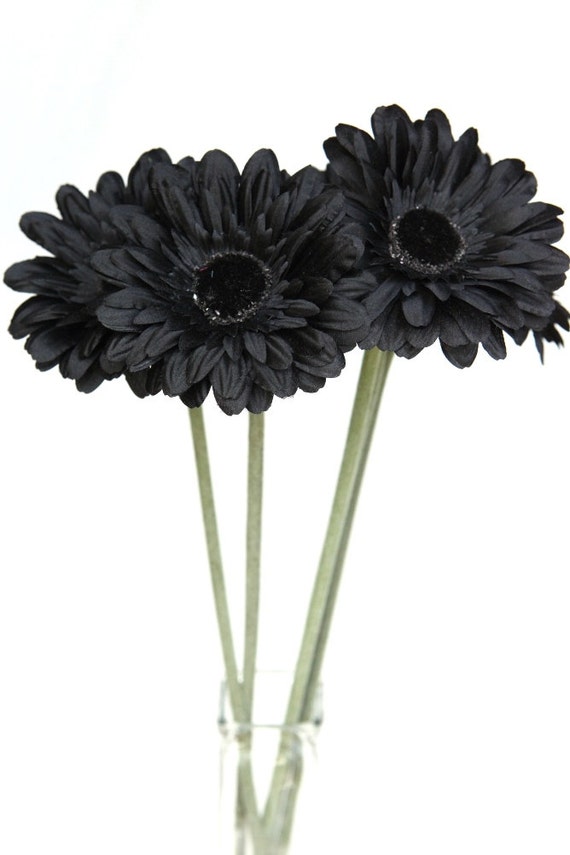 Long Stemmed Large Gerber Daisy in Black 22 inch stem