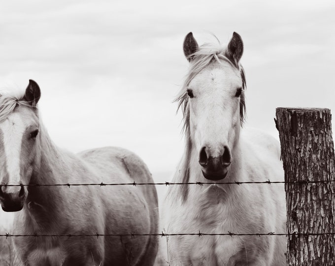 Horse photography, southwest, midwest, wall decor, equestrian, western, brown, black, white