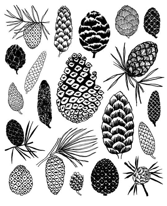 fit to frame size a4 Etsy EloiseRenouf by giclee edition limited on print Pinecones