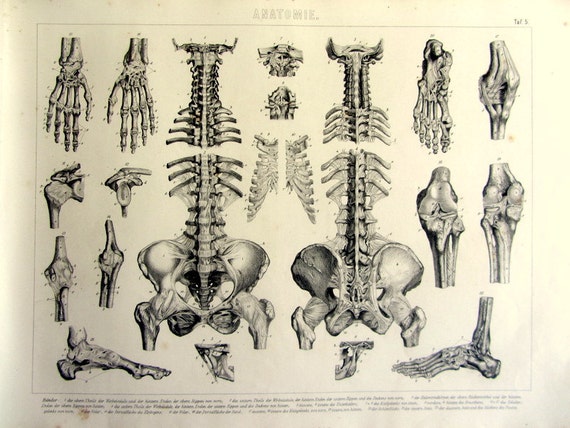 1859 Amazing grande taille anatomie  antique os par 