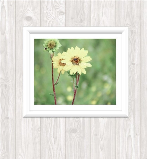 Yellow Flowers Print Your Own Fine Art Photography Summer Wild Flower Nature Photography Sunflower Yellow Home Decor Digital Photo