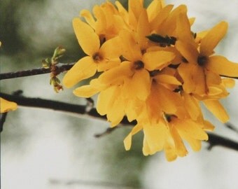 Cluster of Yellow, Forsythia, Art Photography