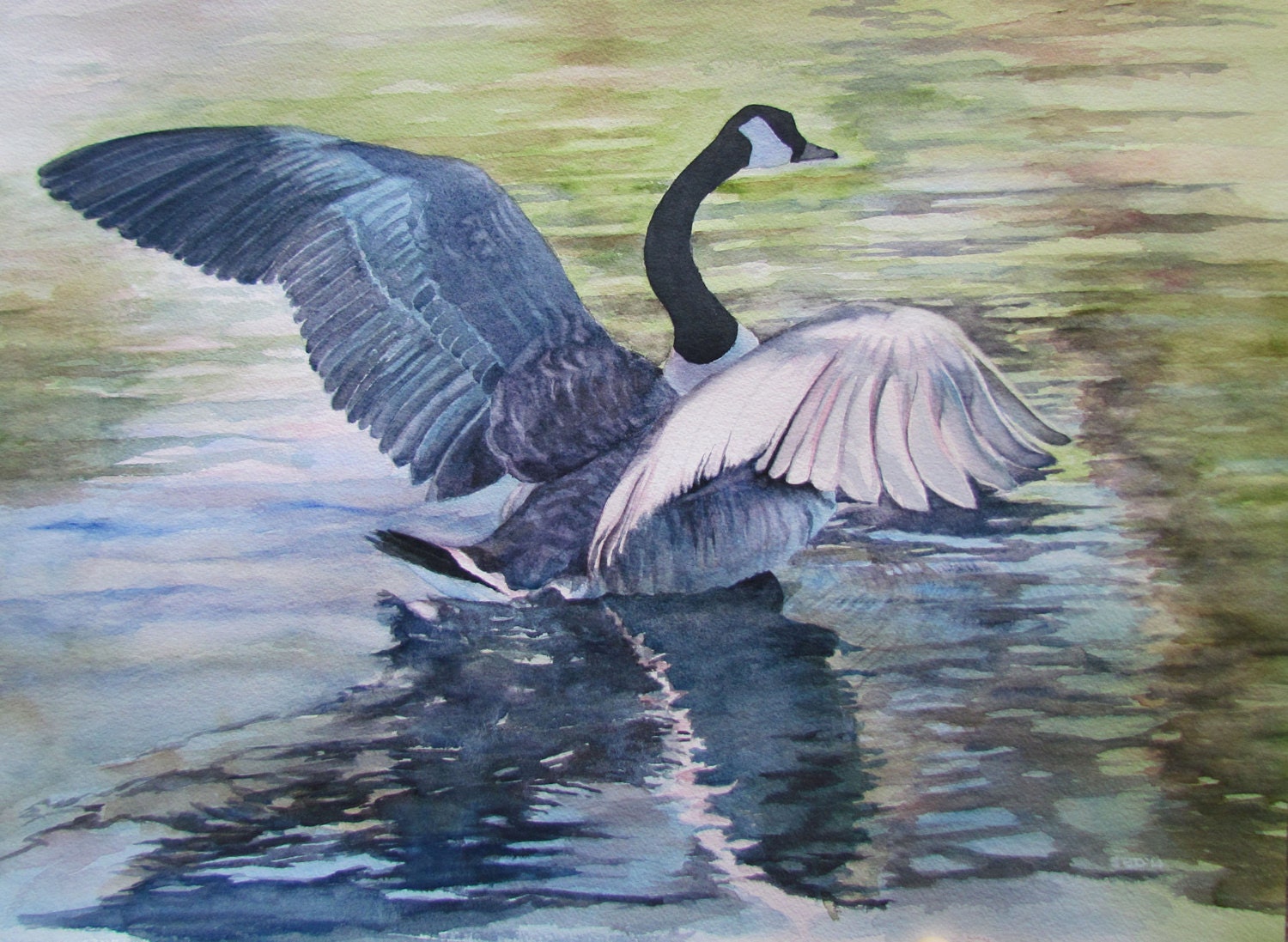 Original Fine Art Watercolor of Canada Goose Lifting Off by