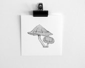 Fool's Cap mushroom toadstool pencil drawing giclee print