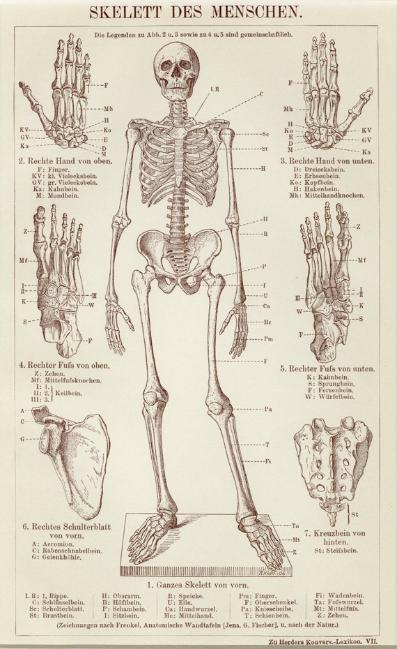 Scary Matted Human Skeleton Anatomy Print by AntiquePrintBoutique