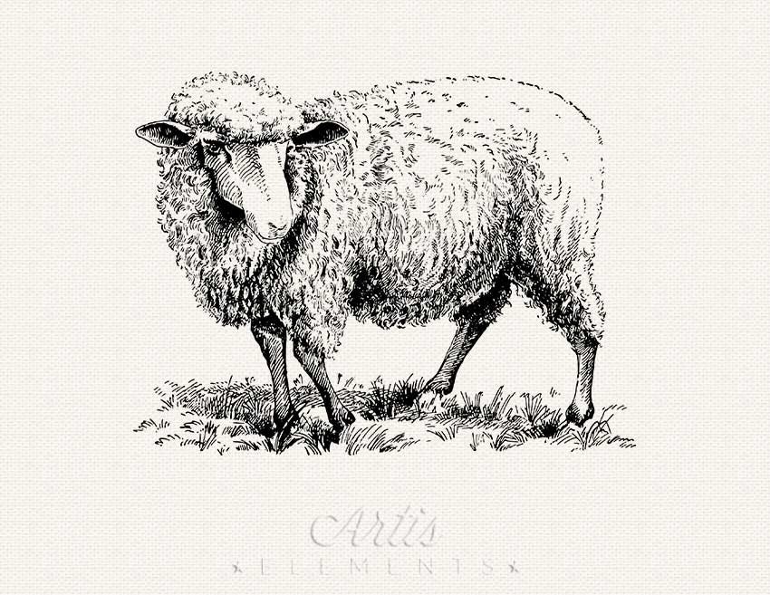 vintage lamb clipart - photo #40