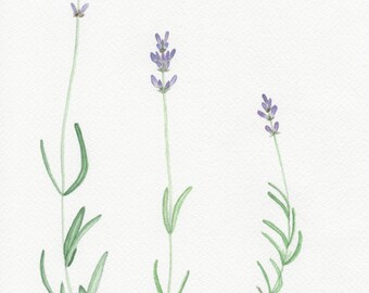 Popular items for lavender sprigs on Etsy