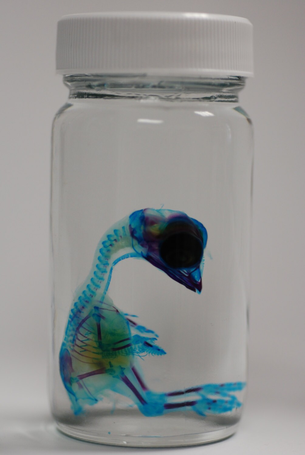 Transparent wet specimens diaphonized chick embryo limited