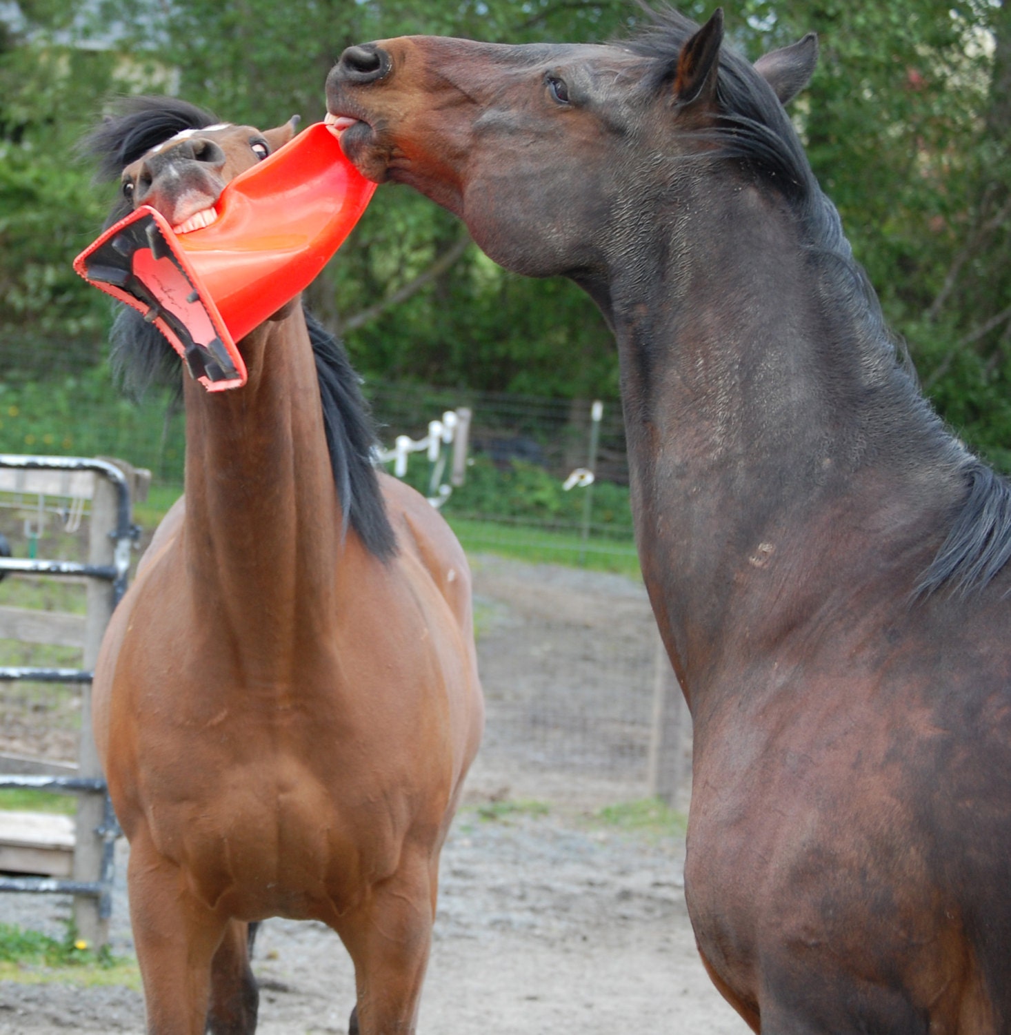 Horses Playing Animal Photography Nature PhotographyFine