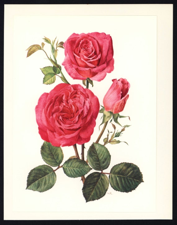 Cottage Chic Decor Rose Botanical Print by ParagonVintagePrints