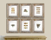 Antique Bird Nest Prints Set of 6 Bird Eggs Print Cottage Decor Spring Decor Wall Art