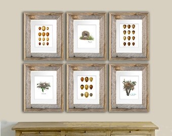 Cottage Wall Decor view bird nest egg printsgnosispicturearchive on etsy Cottage Wall Decor view bird nest egg printsgnosispicturearchive on etsy