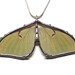 Real Luna Moth Necklace - Statement Necklace
