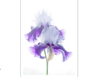 Iris Photo Card , Blank Card, Anniversary Card, Floral Greeting Card, Purple Iris Card