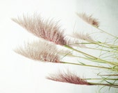 Nature photography / sea grasses / pale pink white minimal coastal nature wall art dusty rose fine art nature photography - Pink Sea Grasses Nature photography / sea grasses / pale pink white minimal coastal nature wall art dusty rose fine art nature photography - Pink Sea Grasses