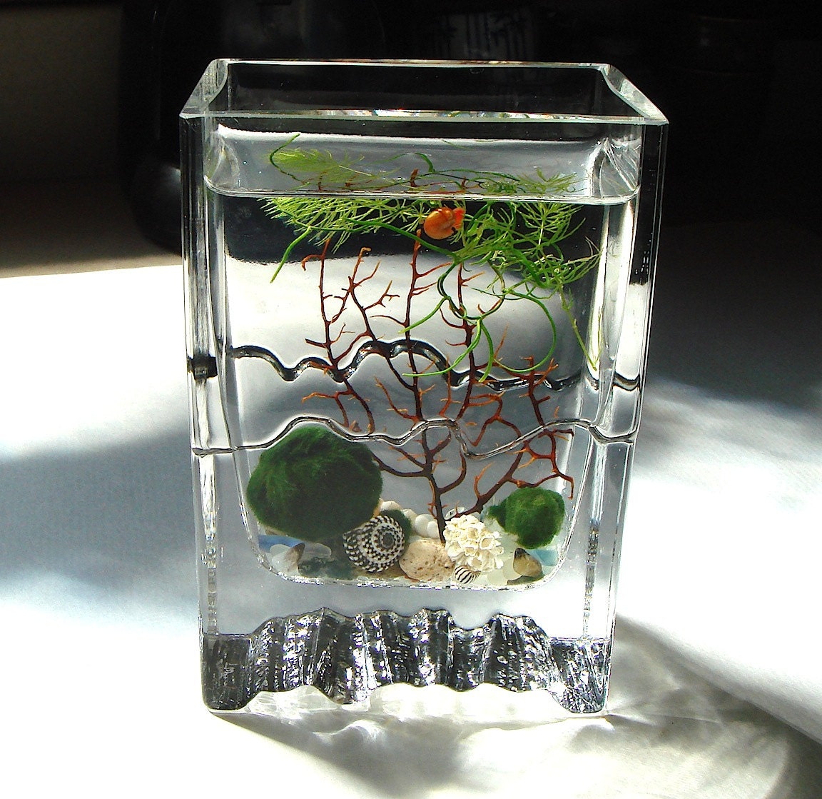 Zen Little Wave Marimo Ball Unique Mini Aquarium/Terrarium