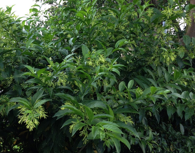 Cestrum nocturnum Night Blooming Jasmine 40 Seeds or by ...