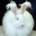 onewildhare