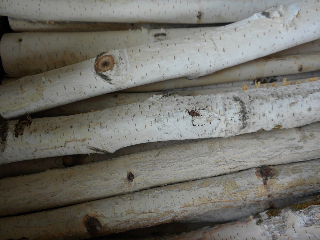 Set of 50 White Birch Branches Perfect for Weddings