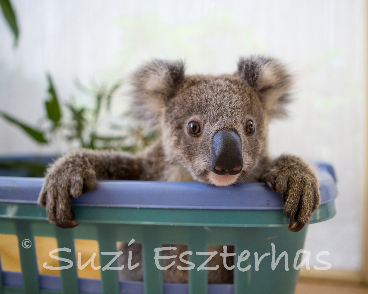 40 OFF SALE Baby Koala Photo Baby Animal Nursery Art Print