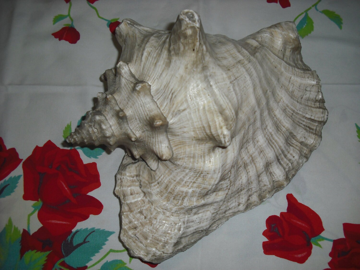 Vintage Large Slit Conch Shell Oceans Bounty Seashell Craft