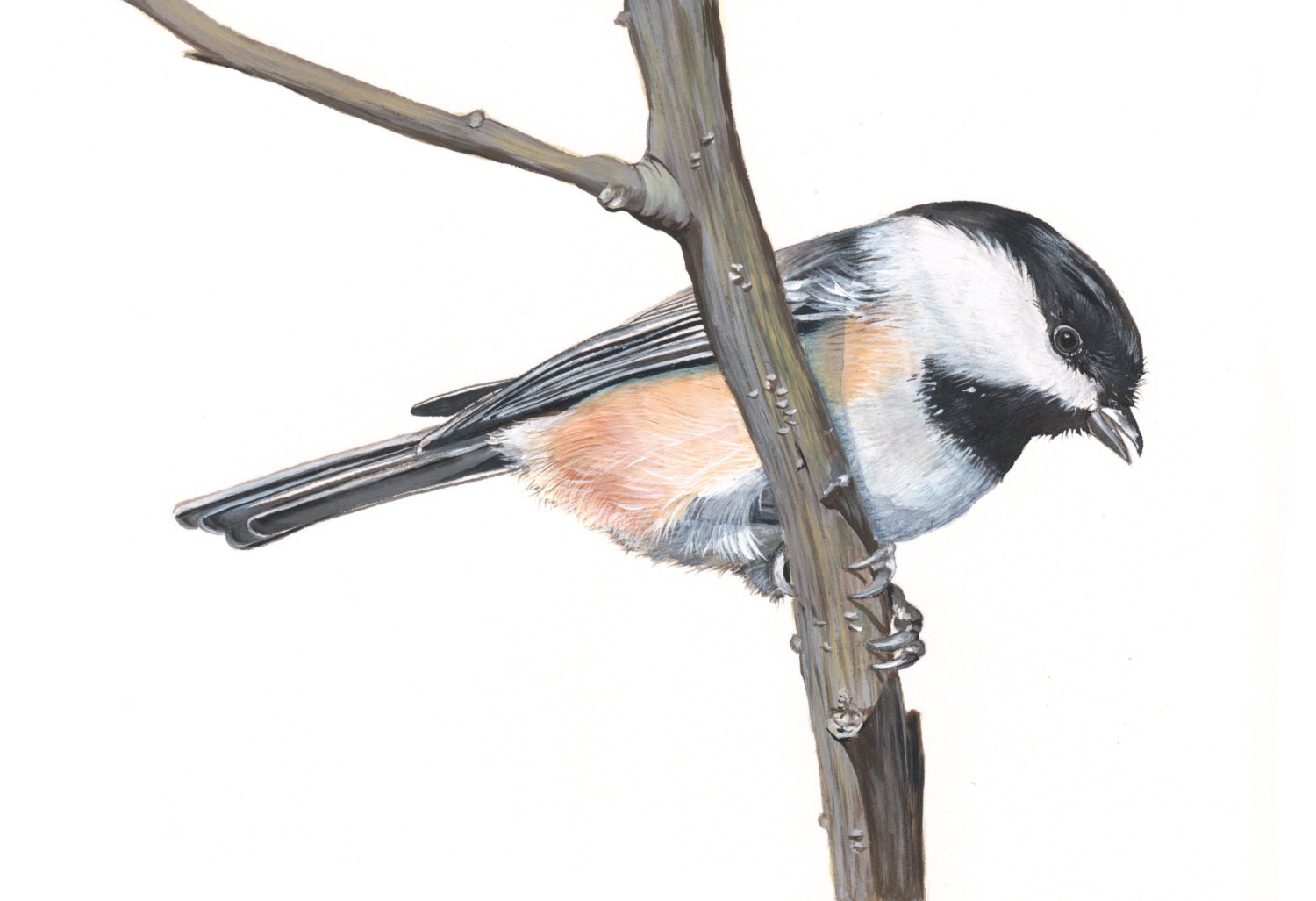 Chickadee painting watercolor bird art print of watercolor