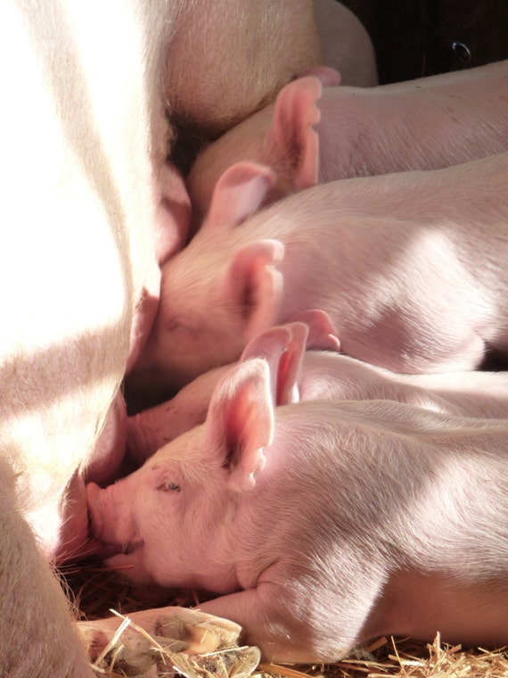 Nursing Piglet Baby Pig Baby Animal Birthday New Baby Card