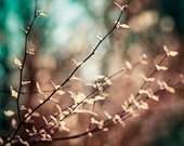 Teal Brown Photography, dark nature print copper beige aqua blue turquoise dark branches rust wall art black rustic picture, "Reverence" Teal Brown Photography, dark nature print copper beige aqua blue turquoise dark branches rust wall art black rustic picture, "Reverence"