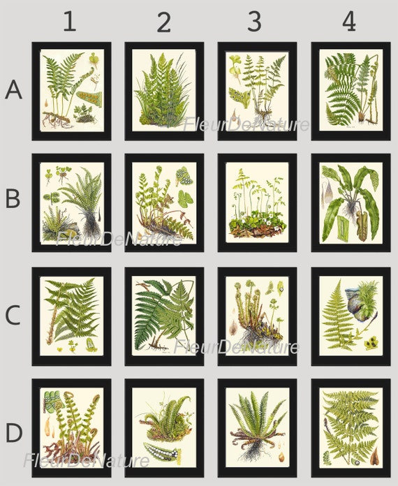 FERN Print SET of 16 Botanical Art Print 8X10 Lindman Antique