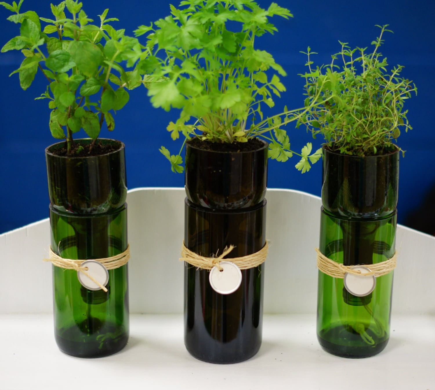 Wine Bottle Herb Planter self watering