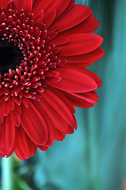 Flower Photograph Red  Gerbera Daisy Picture Aqua Teal  Red 