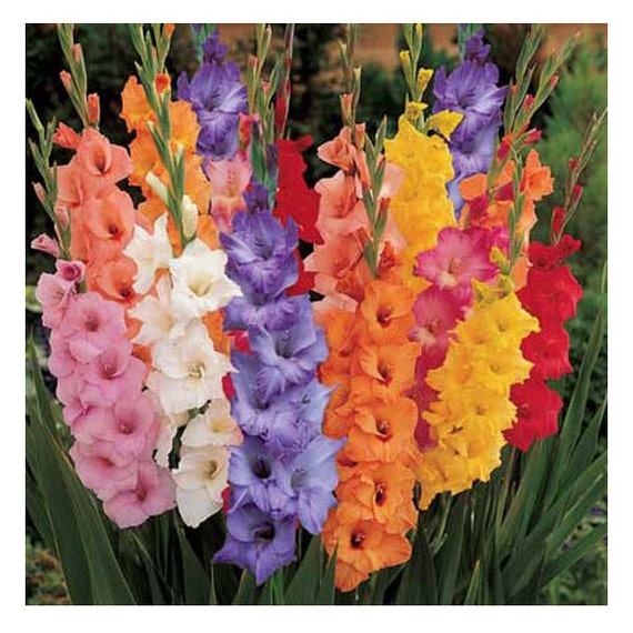 Growers Choice Gladiolus Flower Mix Bulbs 10 Gladioli Corms