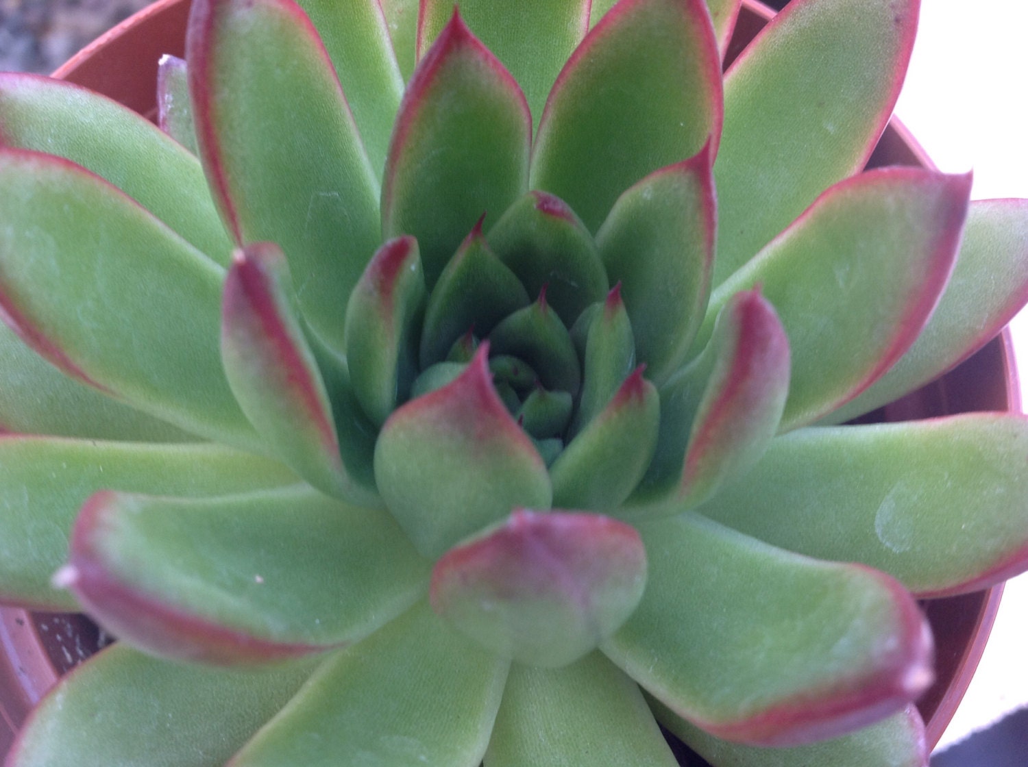 Succulent plant, Echeveria Agavoides 'Red Tip' lovely red trim on the ...
