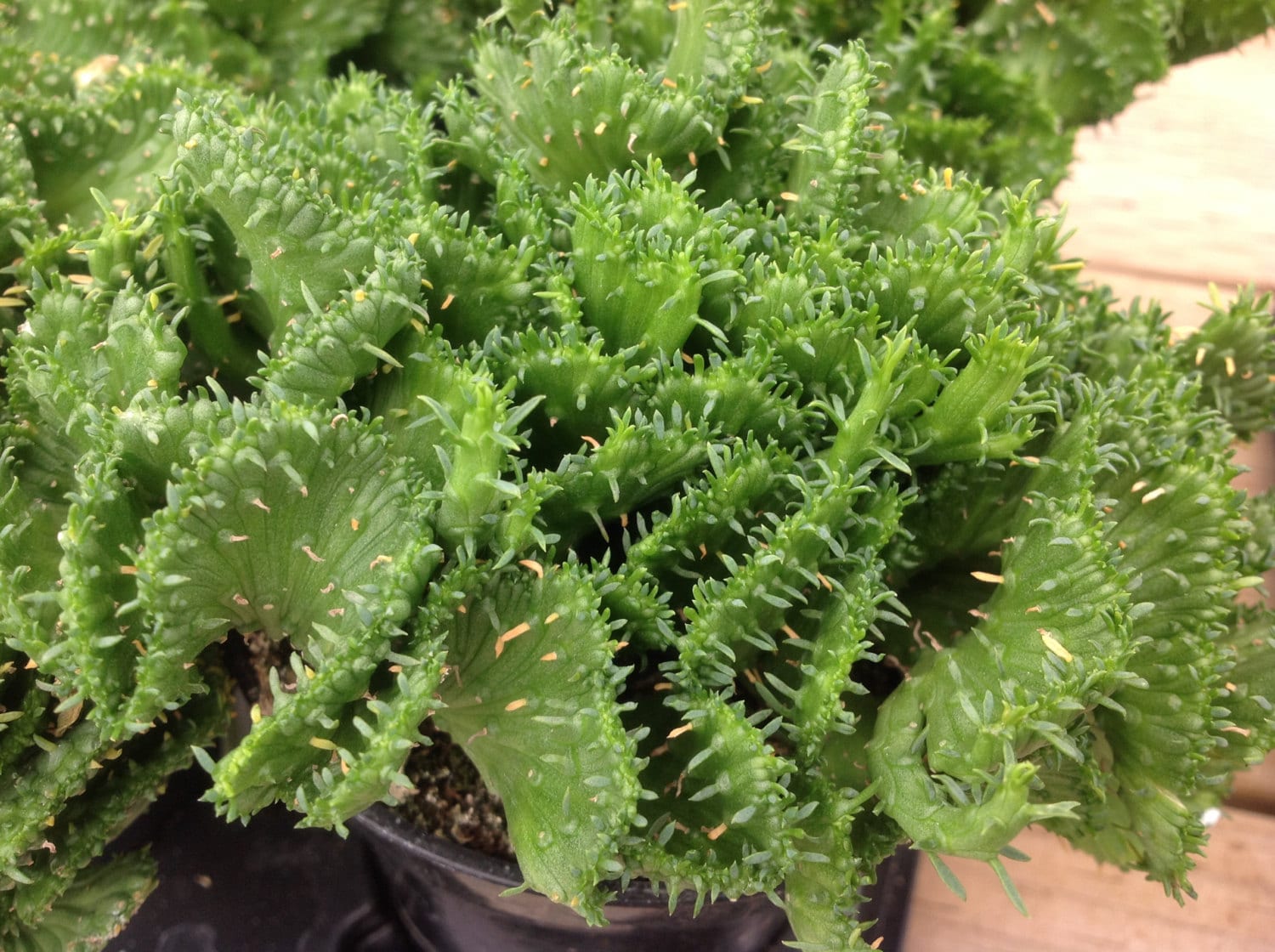 Succulent plant Euphorbia Flanaganii Cristata lovely