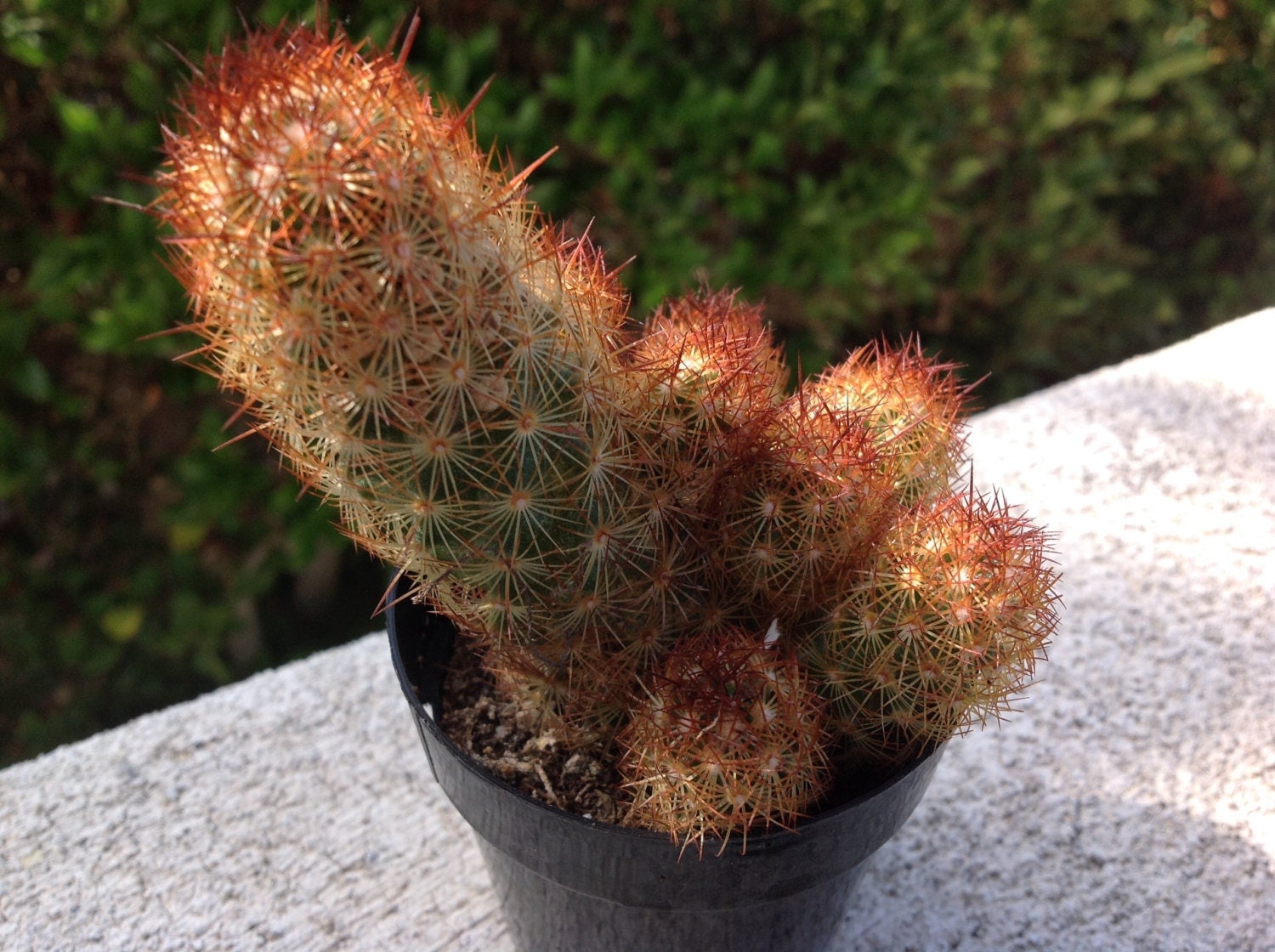 Succulent plant Mammillaria Elongata Copper King. This is a