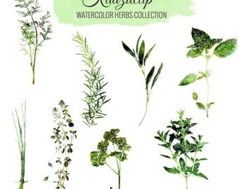 Watercolor Herbs Collection - Commercial and Personal Use