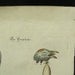 George Edwards Bird Copperplate Engraving Male Bustard Antique Print 1758 - 1764
