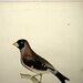 Rare Antique Bird Engraving Print 1800's Jardine Selby Black Tailed Hawfinch
