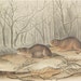 1854 Audubon Antique Print Quadruped Octovo Richardson's Meadow Mouse