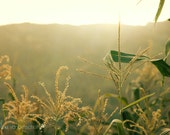Cornfield at Sunset, nature photography, corn, cornstalks, sunset, harvest, sunlight, green, yellow, rustic, farm, autumn, fall, October,