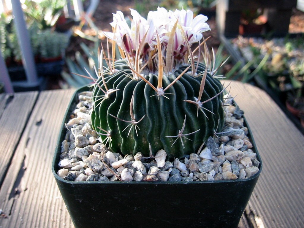 Echinofossulocactus Cactus Plant