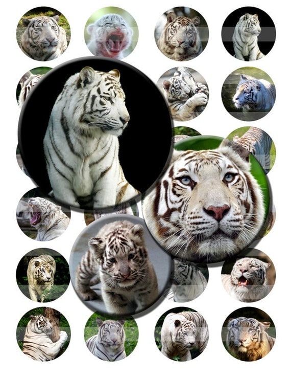 Face of the Tiger 8.5x11/" Photo Print Wild Animal Art Abstract Fierce Big Cat