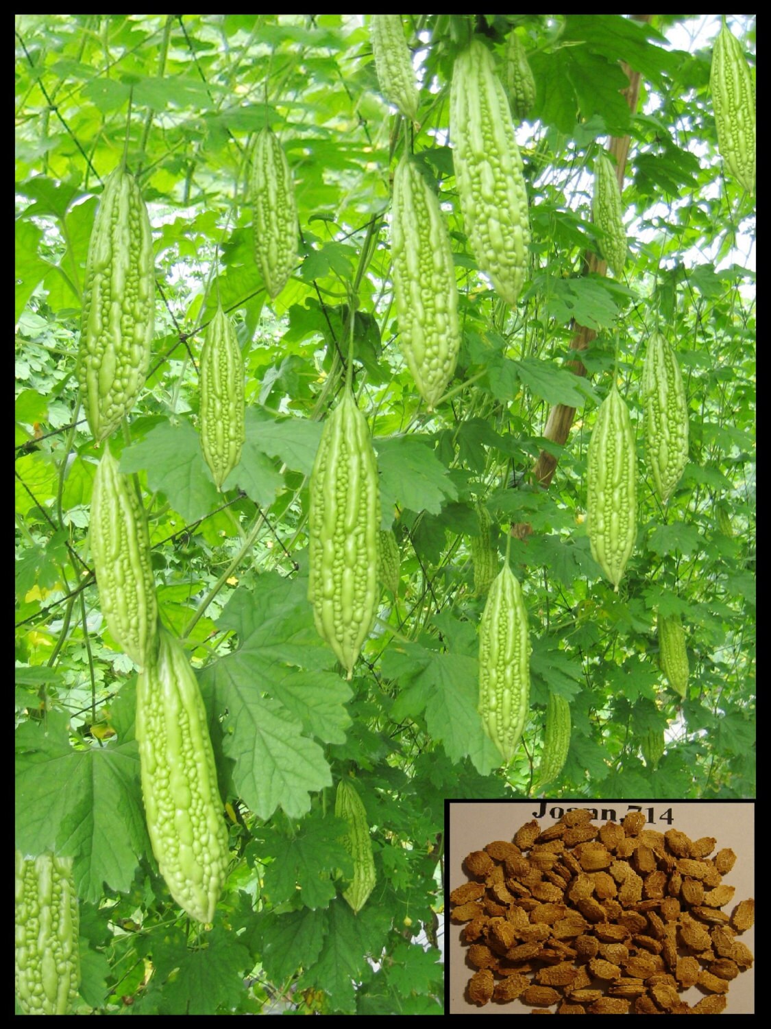 Bitter Melon Bitter Gourd seeds Balsam Pear Ku Gua Foo