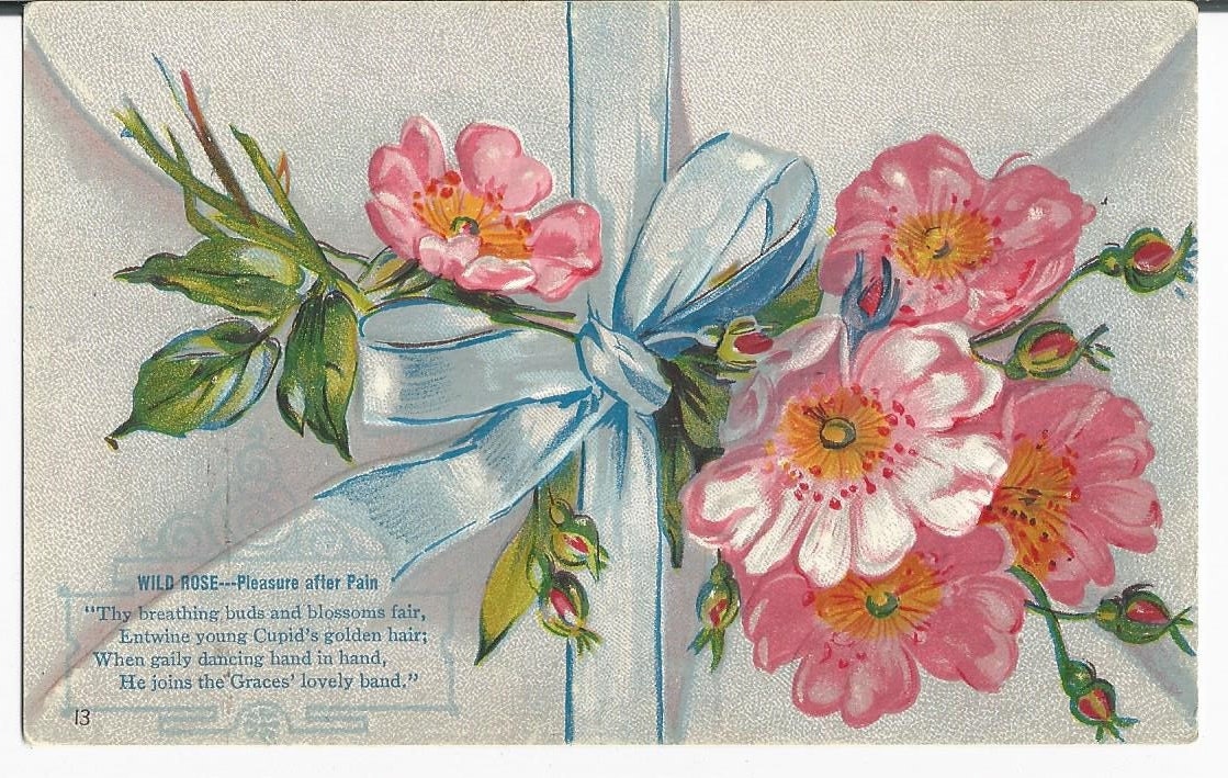 Beautiful Vintage Embossed Postcard Wild Rose